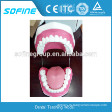 Modelo caliente del estudio dental de los dientes desprendibles de las ventas